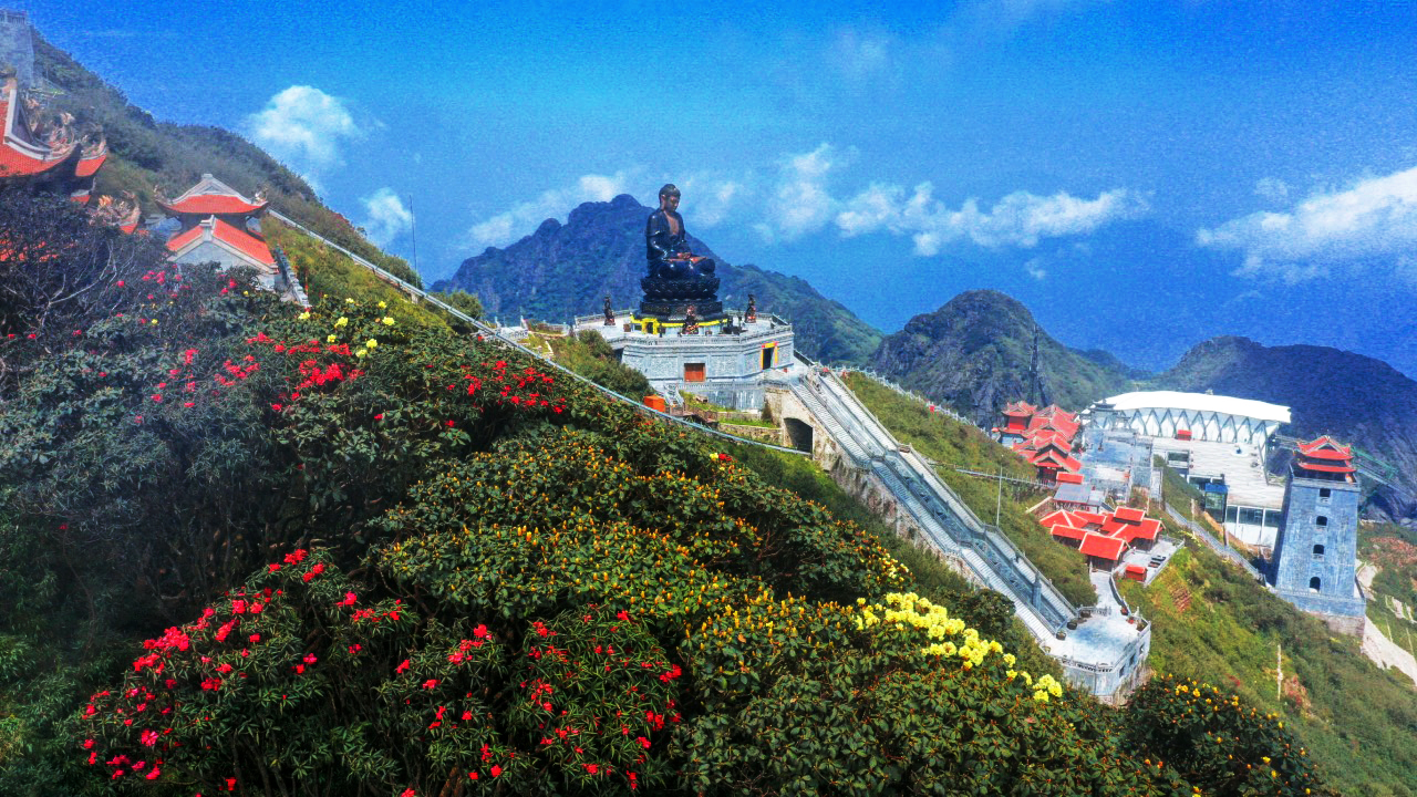 Lên Fansipan, ngắm mùa hoa anh đào trên đỉnh thiêng