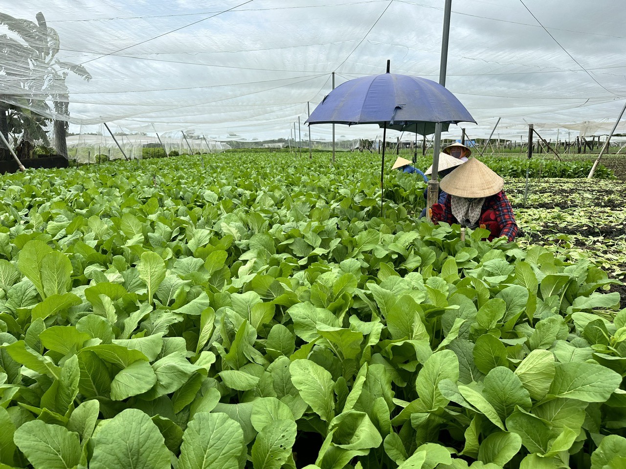 Đề án sản xuất giảm phát thải trong trồng trọt: Bước tiến chiến lược hướng tới nền nông nghiệp xanh và trung hòa carbon