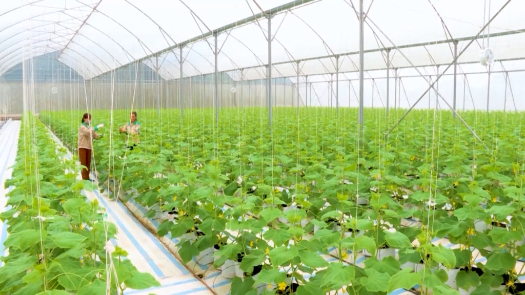 Hướng tới nông nghiệp xanh và phát triển bền vững: Sắp diễn ra Lễ Tổng kết Đề án truyền thông và Hội thảo “Tín dụng xanh cho doanh nghiệp và nhà nông”