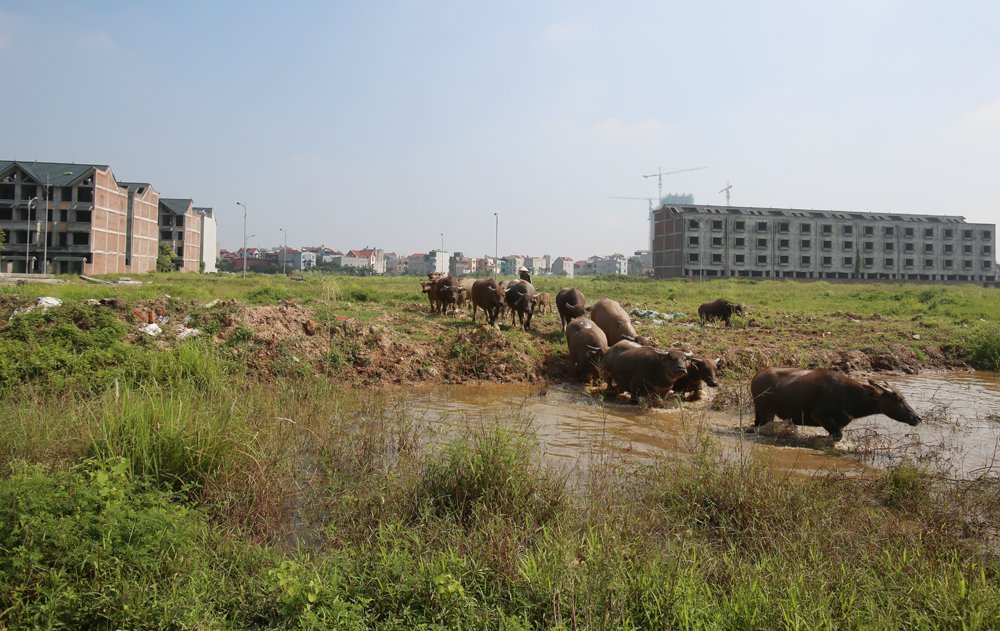 Bài 3: Nông nghiệp Thủ đô, làm thế nào để quy hoạch không chỉ trên giấy  