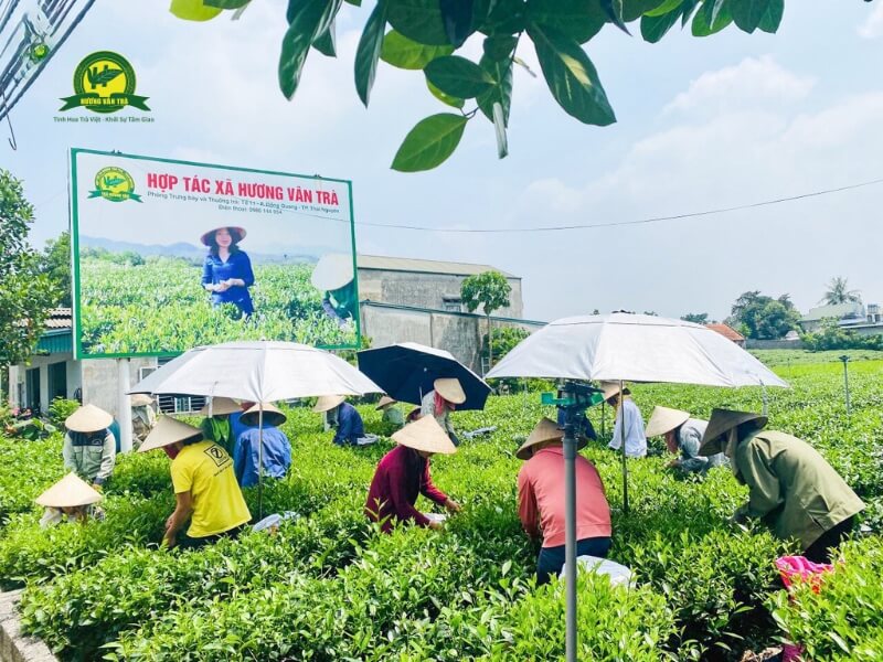 Hương Vân Trà – tinh hoa của đất trời Thái Nguyên