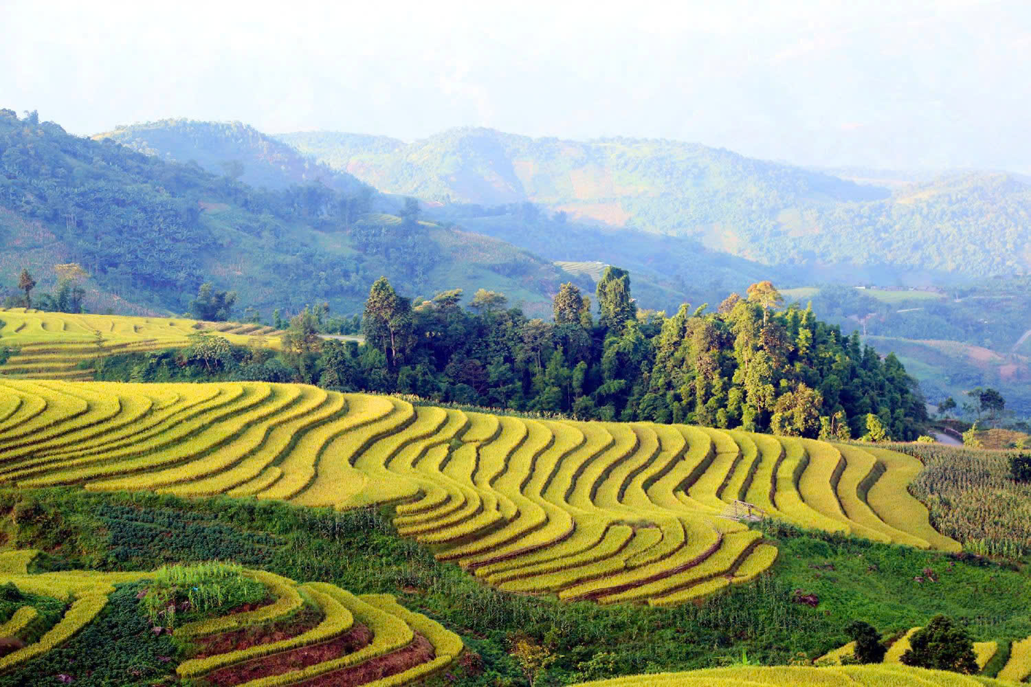 Lào Cai: Tết cơm mới trên đại ngàn Y Tý