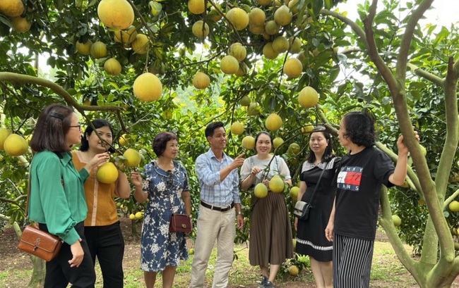 Bắc Giang: Phát triển quy hoạch vùng sản xuất góp phần xây dựng NTM bền vững