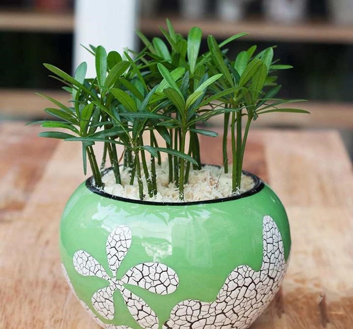 Những cây phong thuỷ giúp người mệnh Mộc gặp may mắn, phát tài