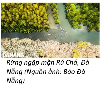 rừng ngập mặn