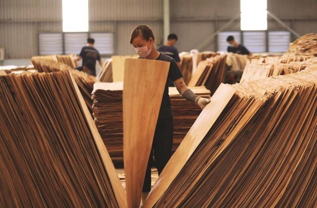 Loạt doanh nghiệp xuất khẩu gỗ dán Việt Nam đứng trước nguy cơ đóng cửa